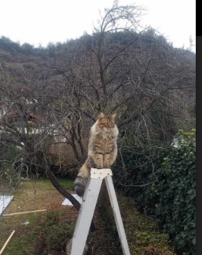 华人海外篮球协会推动中外青少年交流合作，海外篮球联赛