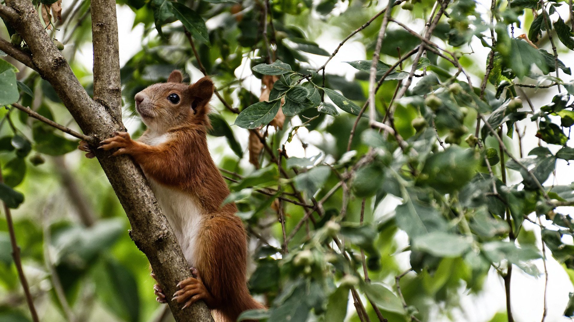库里爆发：对阵快船时轰下37分，三分球多次关键命中点燃全场！，库里9记三分打快船